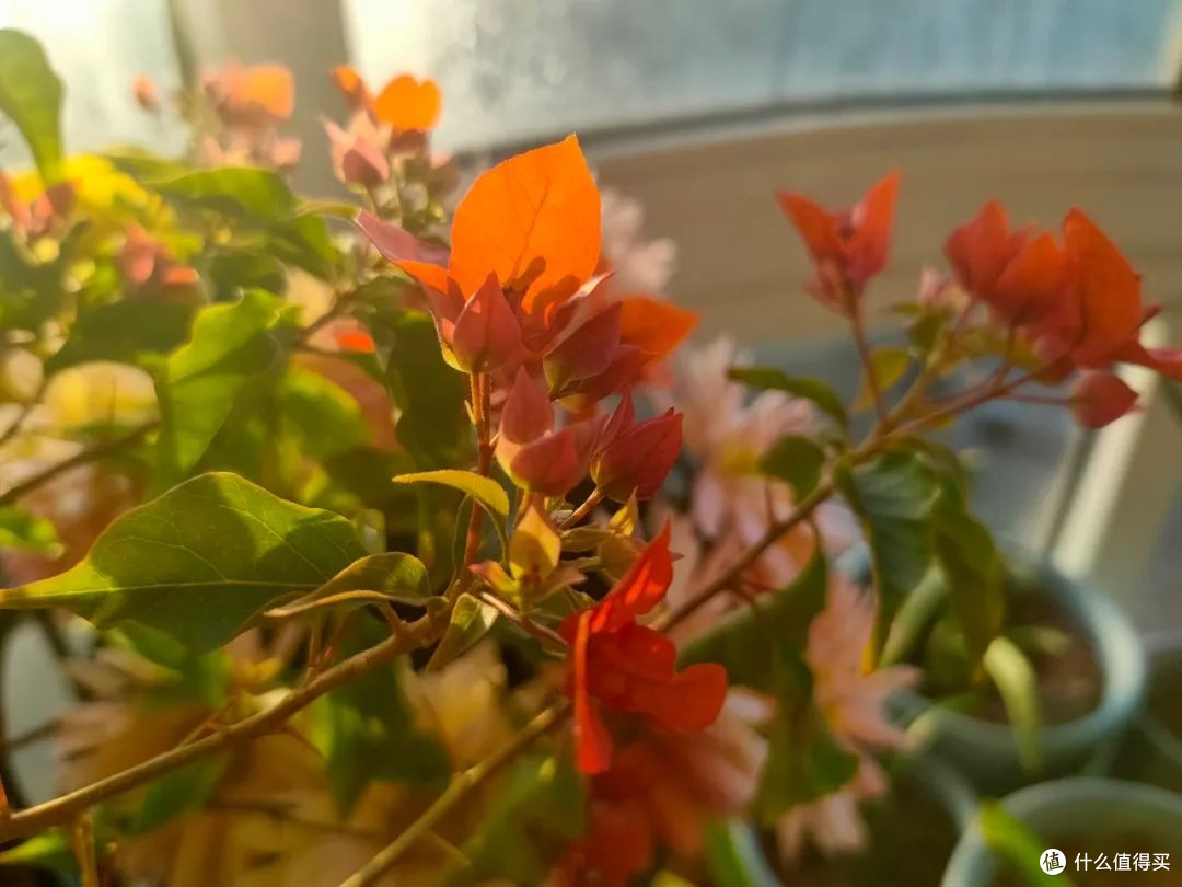 养三角梅,记住这句"虐花口诀",懒汉品种也能爆成花瀑布!