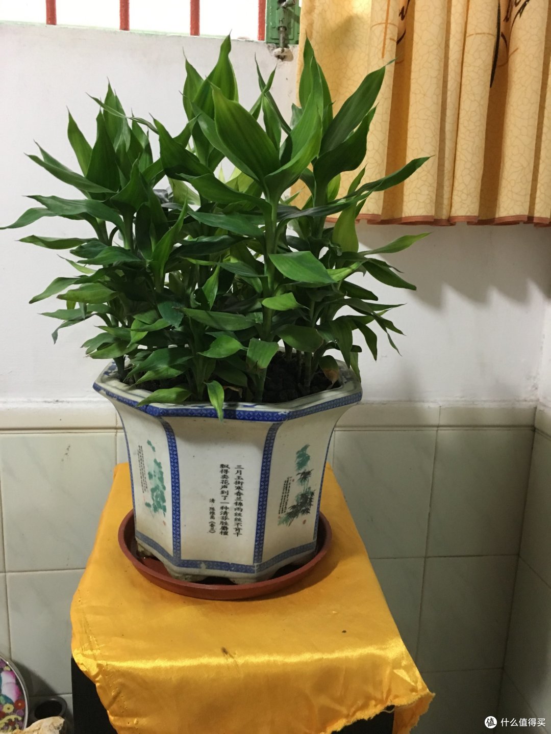 10种镇宅又聚财的绿植,养在家里,不仅好看还寓意吉祥!