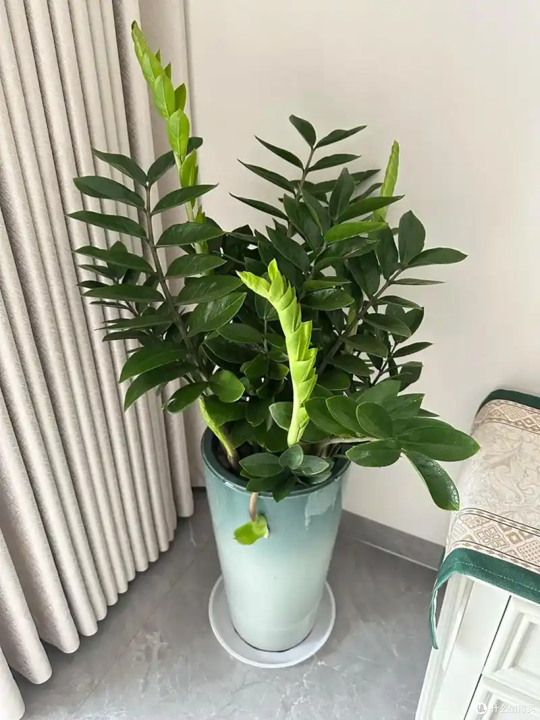 10种镇宅又聚财的绿植,养在家里,不仅好看还寓意吉祥!