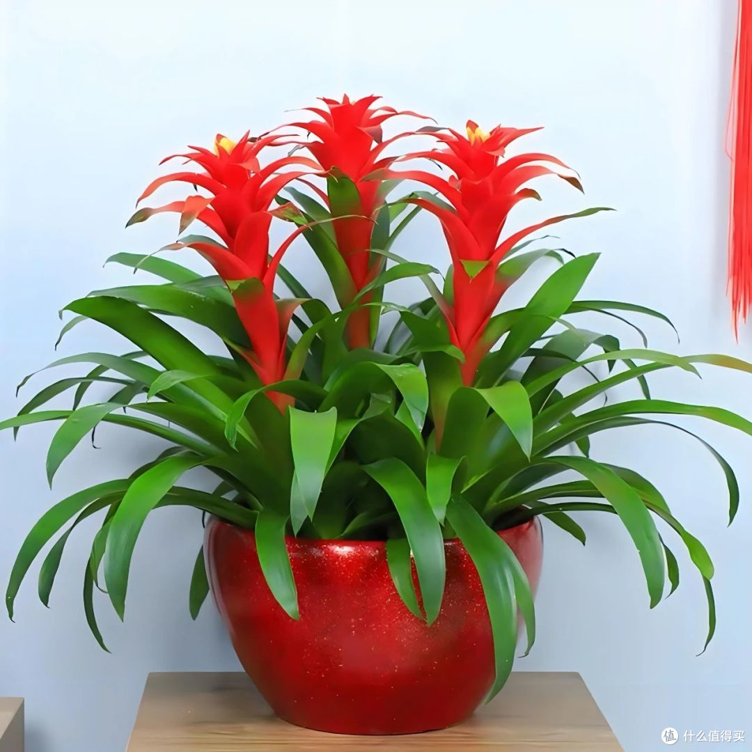 10种镇宅又聚财的绿植,养在家里,不仅好看还寓意吉祥!