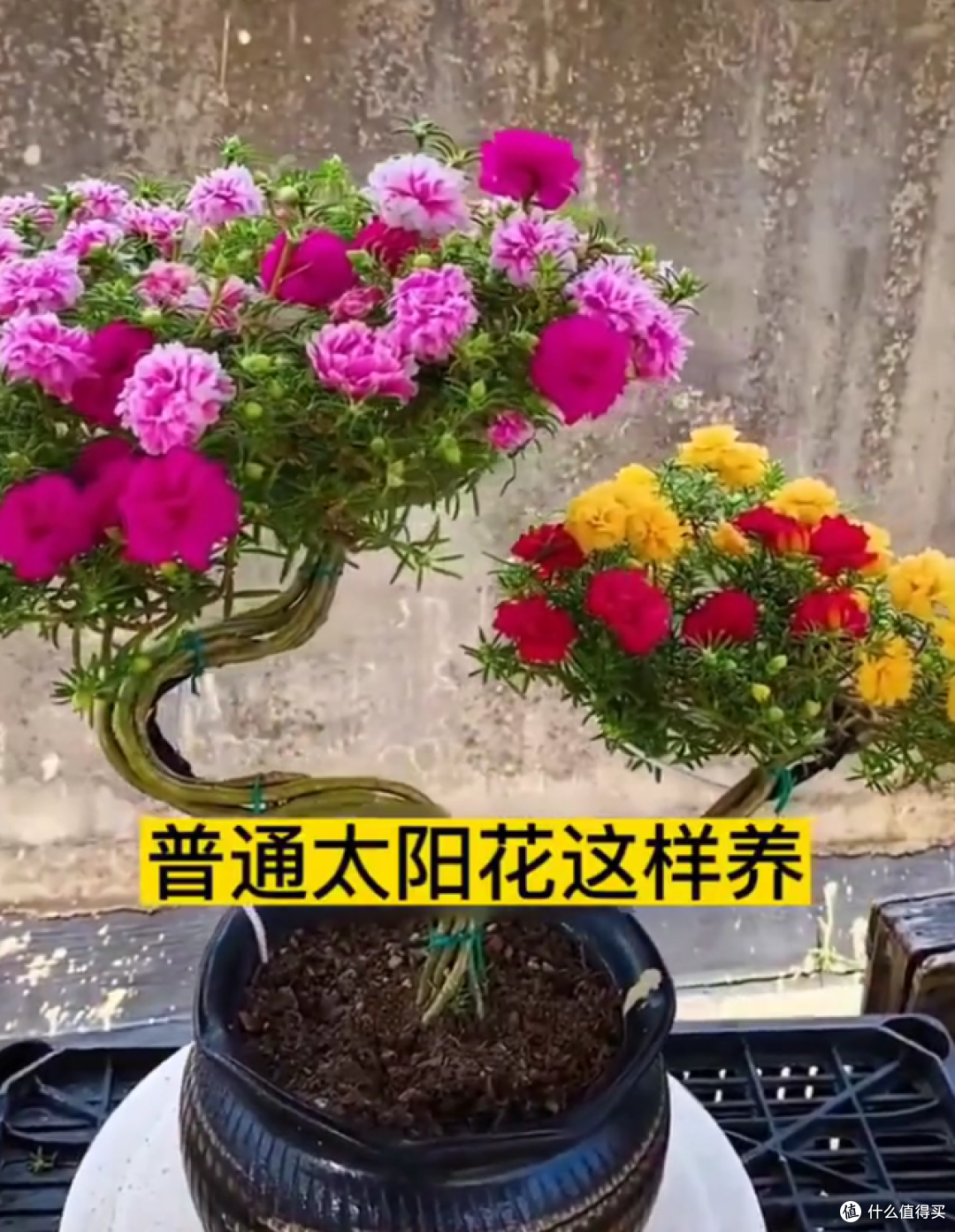 将“太阳花”种成“树”，这个广西男子火了，太阳花居然这么美！