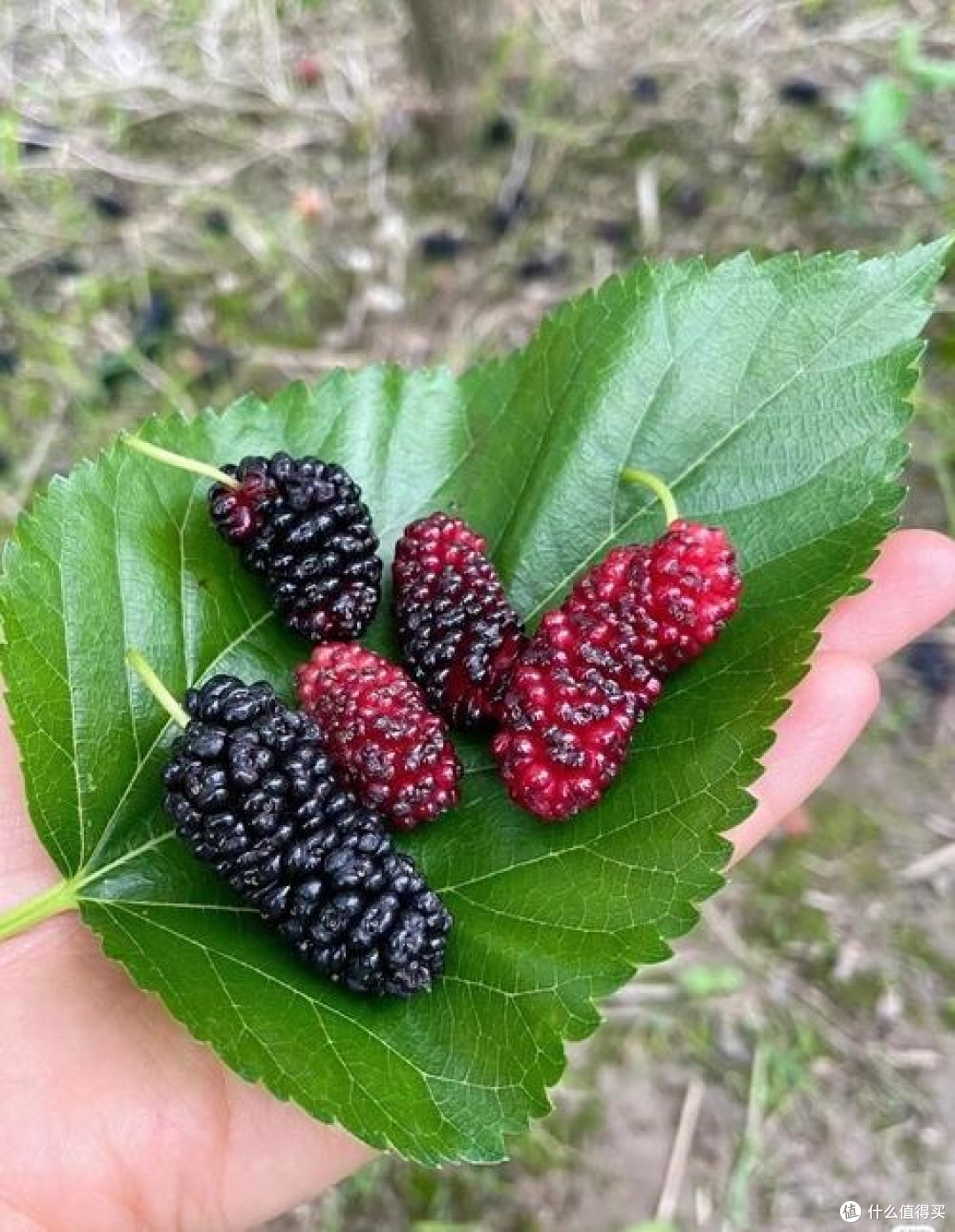 四月桑葚:挑选与食用技巧