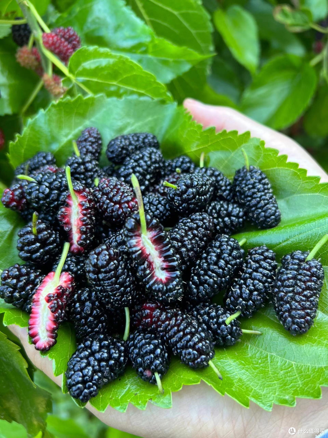 四月桑葚:挑选与食用技巧