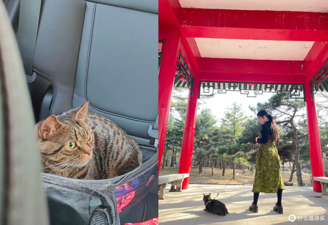 （自驾才是最适合养宠人的出行方式）