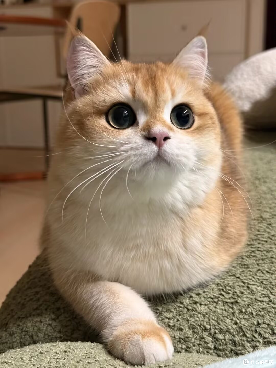 猫咪主食罐头推荐品牌有哪些?2025反复回购的猫罐头测评推荐