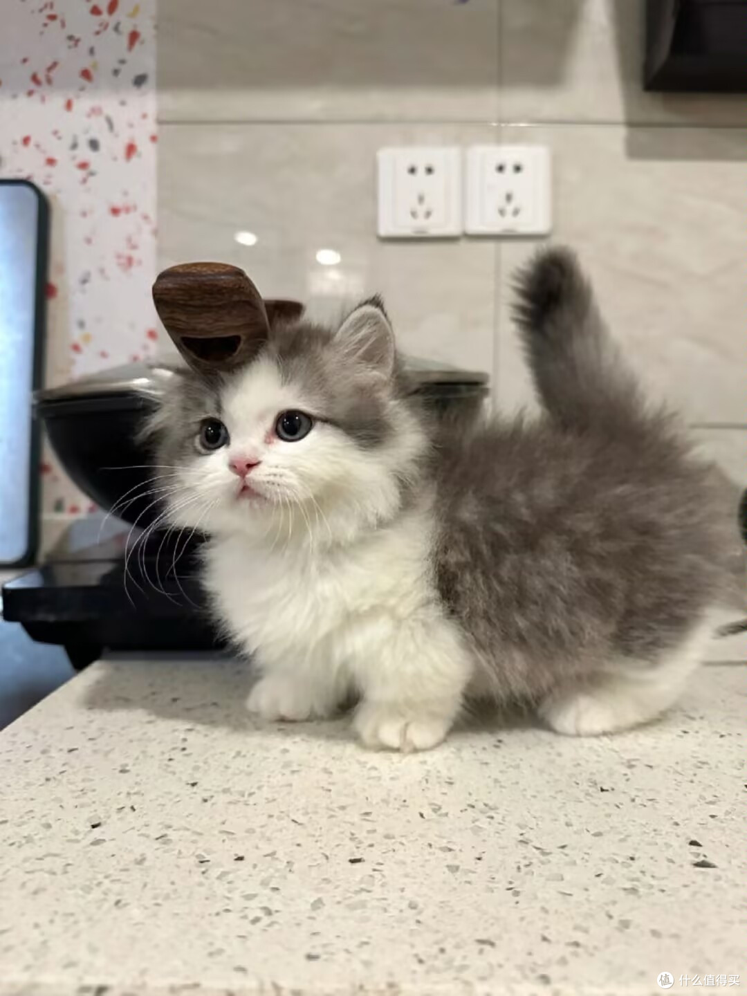 猫咪主食罐头推荐品牌有哪些?2025反复回购的猫罐头测评推荐
