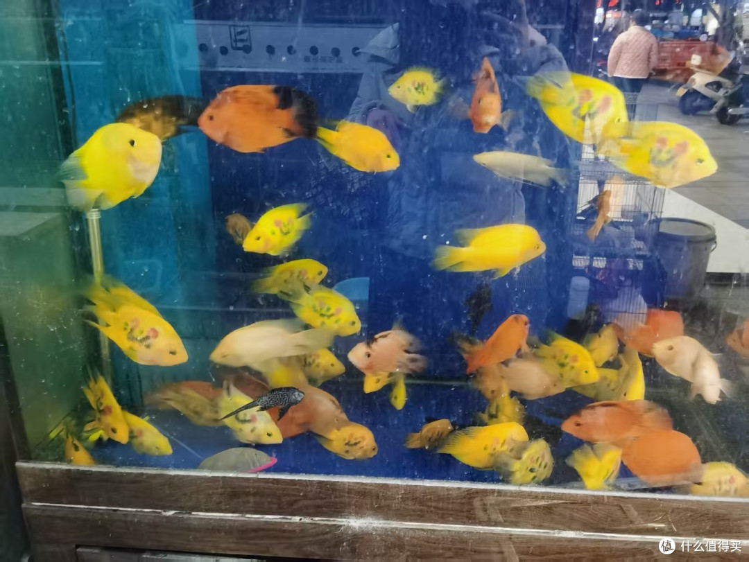 清道夫两天死亡原因探究