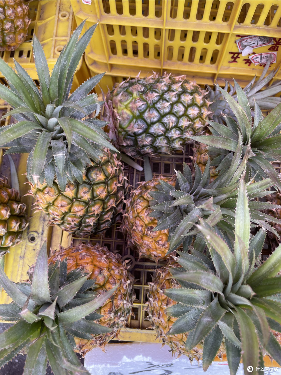 菠萝焖凤爪|解锁酸甜开胃新吃法,凤梨、菠萝原来这样选!