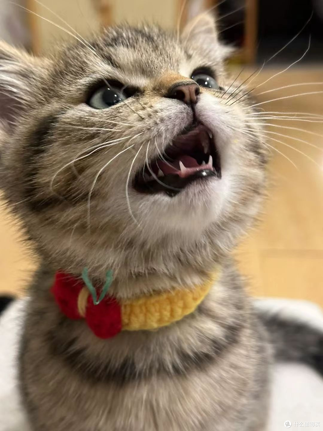 猫咪主食罐头哪个品牌好一点?猫咪主食罐头排行前三测评