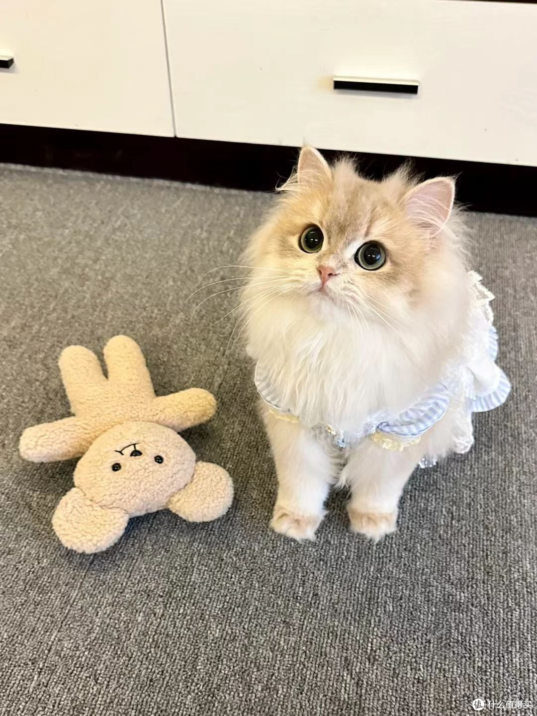 猫咪主食罐头哪个品牌好一点?猫咪主食罐头排行前三测评