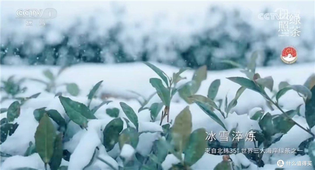 日照绿茶香飘央视舞台:一杯绿茶里的匠心与山海情怀