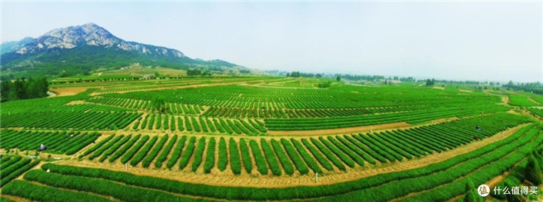 日照绿茶香飘央视舞台:一杯绿茶里的匠心与山海情怀