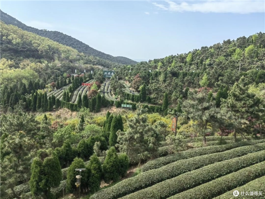 日照绿茶香飘央视舞台:一杯绿茶里的匠心与山海情怀