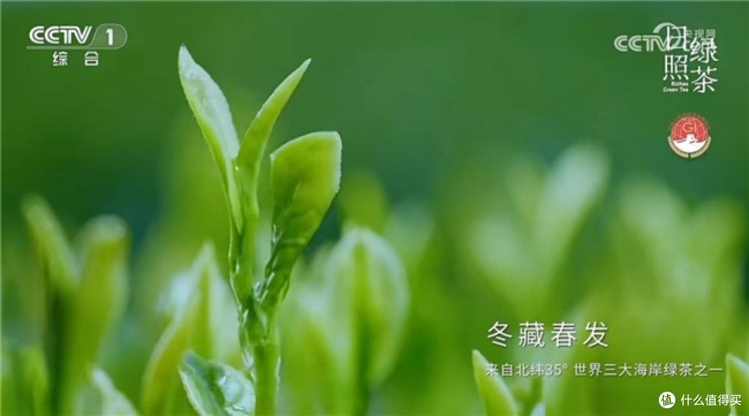 日照绿茶香飘央视舞台:一杯绿茶里的匠心与山海情怀