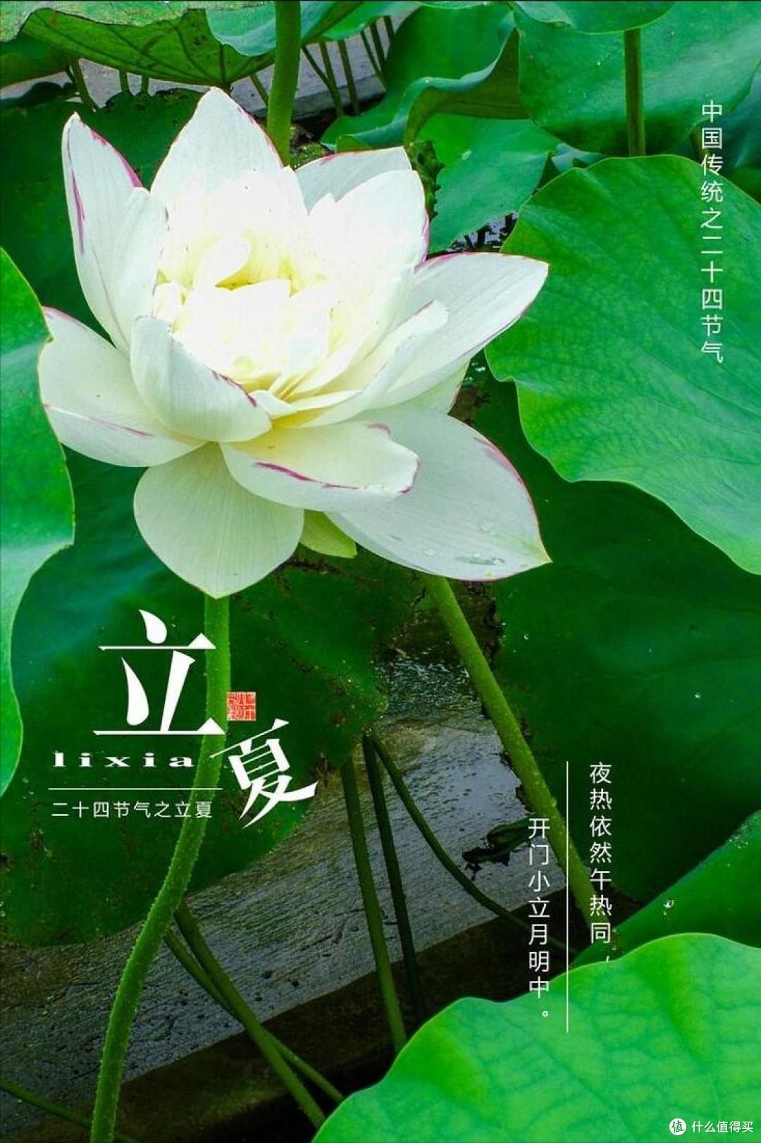 “立夏5不吃,吃了夏难安”,哪5不吃?5月5日立夏,叮嘱家人忌嘴