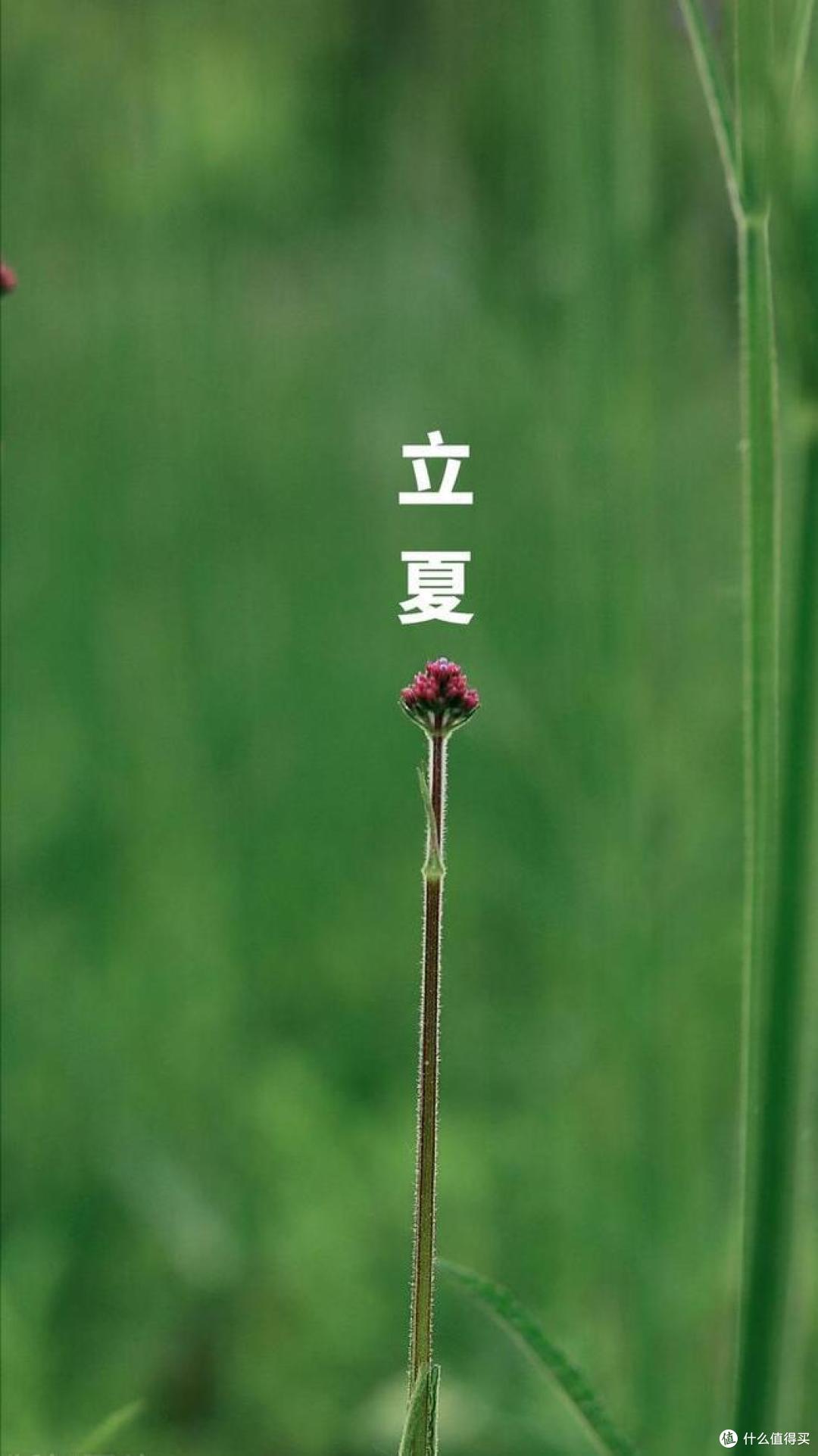 “立夏5不吃,吃了夏难安”,哪5不吃?5月5日立夏,叮嘱家人忌嘴