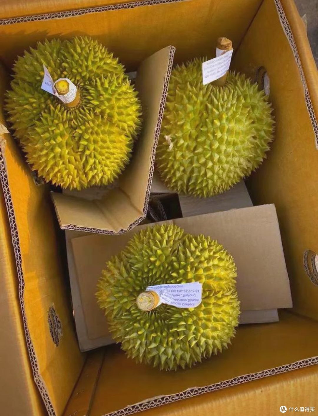 甲仑榴莲好吃吗?价格又如何?
