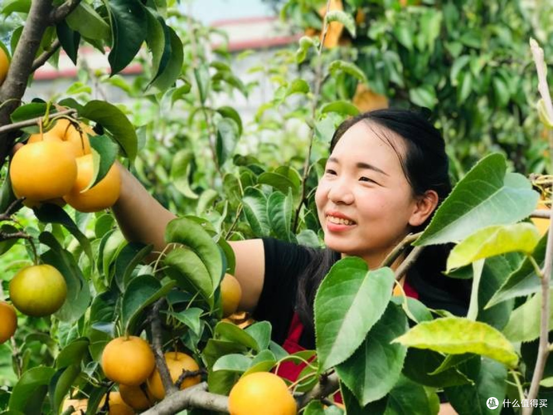 春日果园漫游手记:从枝头到舌尖的鲜活诗篇