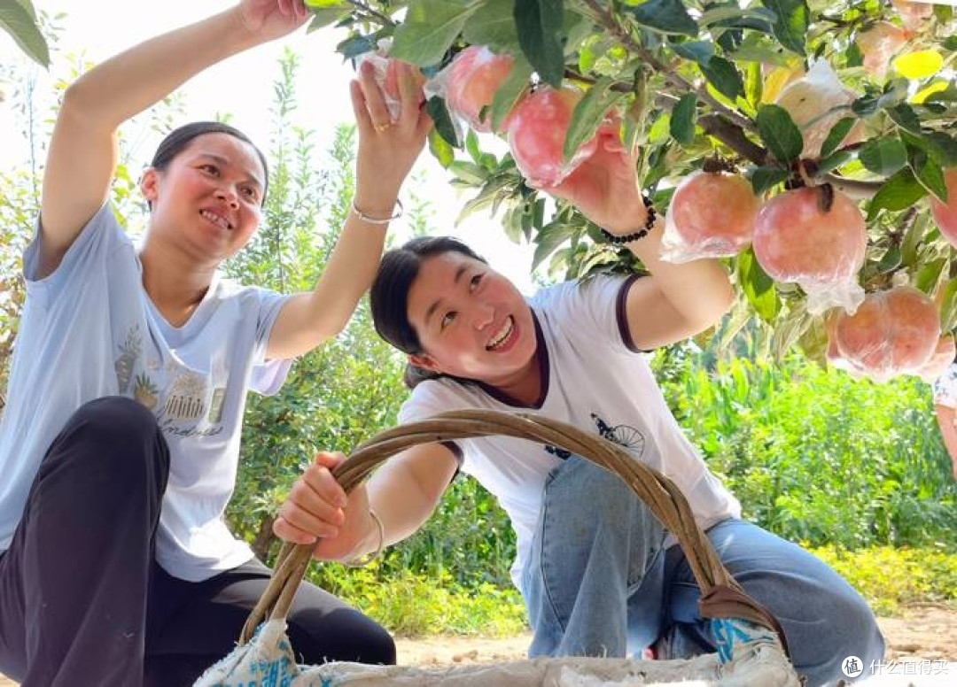 春日果园漫游手记:从枝头到舌尖的鲜活诗篇