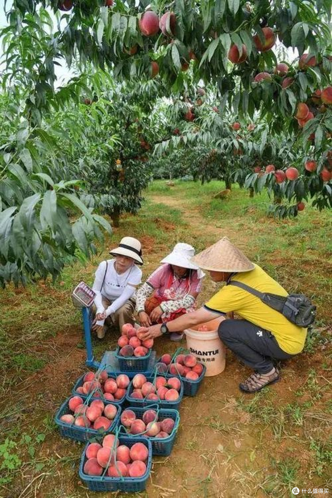 春日果园漫游手记:从枝头到舌尖的鲜活诗篇