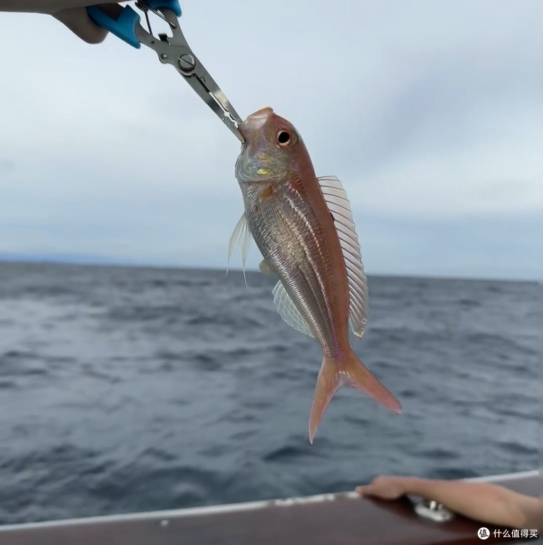 海钓日记📝Lucky fish上钩啦!