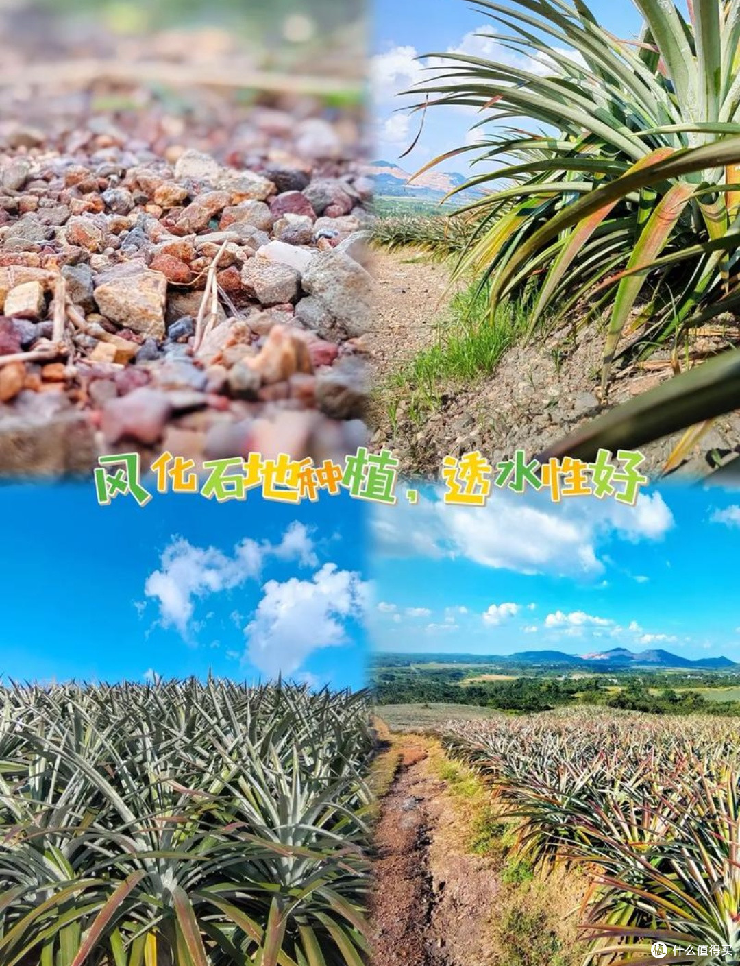 你有好果子吃了-春季篇:凤梨登场,热情似火!