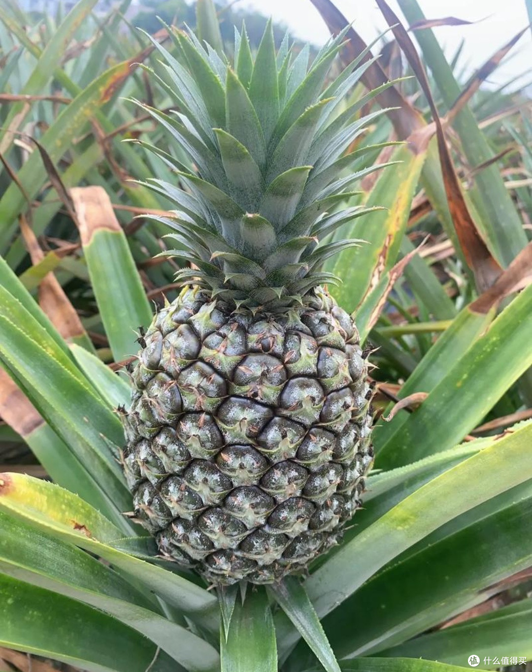 你有好果子吃了-春季篇:凤梨登场,热情似火!