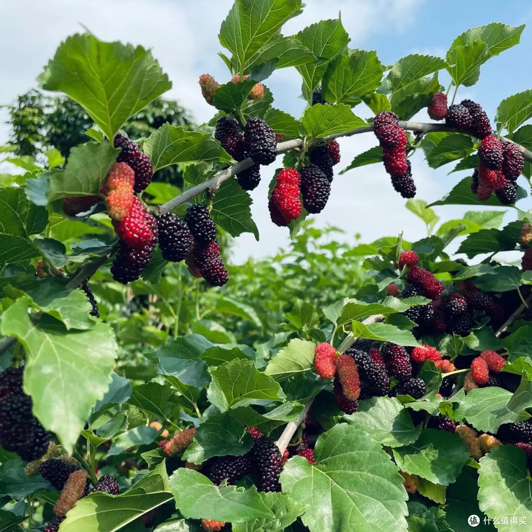 🌿 桑葚：从蚕宝宝的美食到你的养生果！