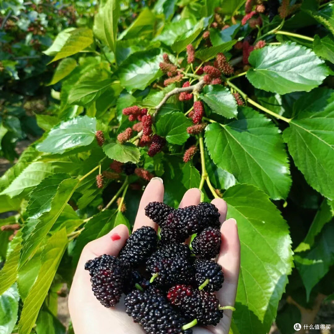 🌿 桑葚：从蚕宝宝的美食到你的养生果！