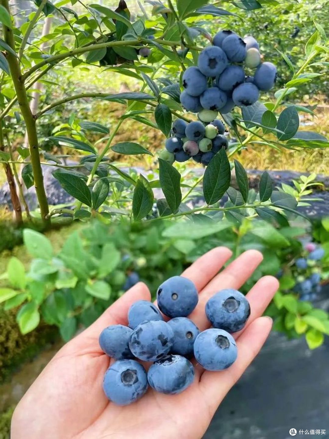 嘉宝果和蓝莓有区别吗?这些惊人差异你知道吗?