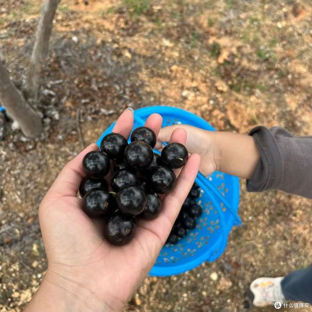 嘉宝果和蓝莓有区别吗?这些惊人差异你知道吗?