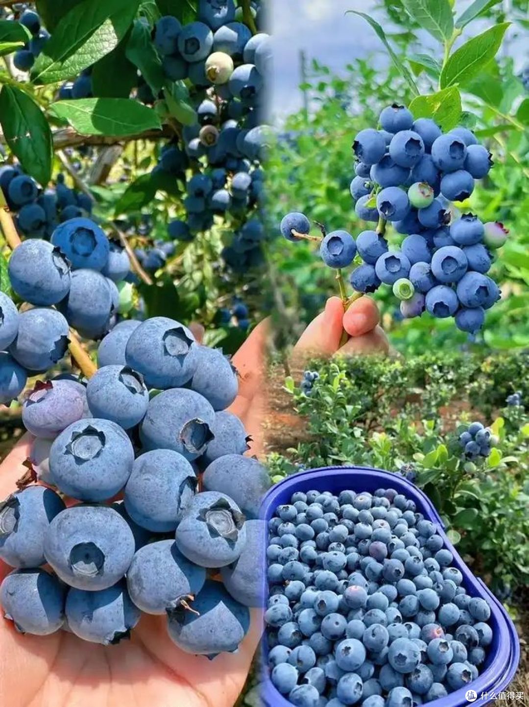 嘉宝果和蓝莓有区别吗?这些惊人差异你知道吗?