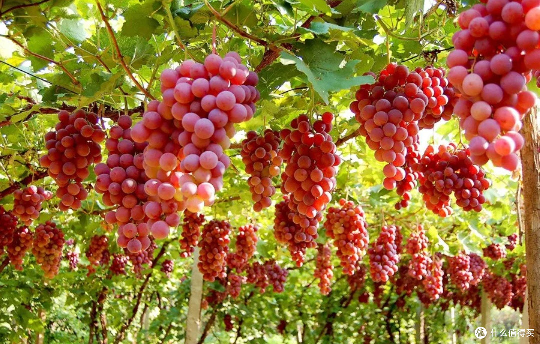 你有好果子吃了—春季篇:当春日遇见葡萄,舌尖上的“意外”甜蜜