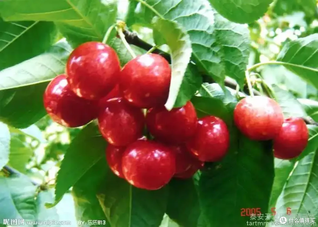 吃对这8种春日限定鲜果,养颜润燥还能瘦出小蛮腰!