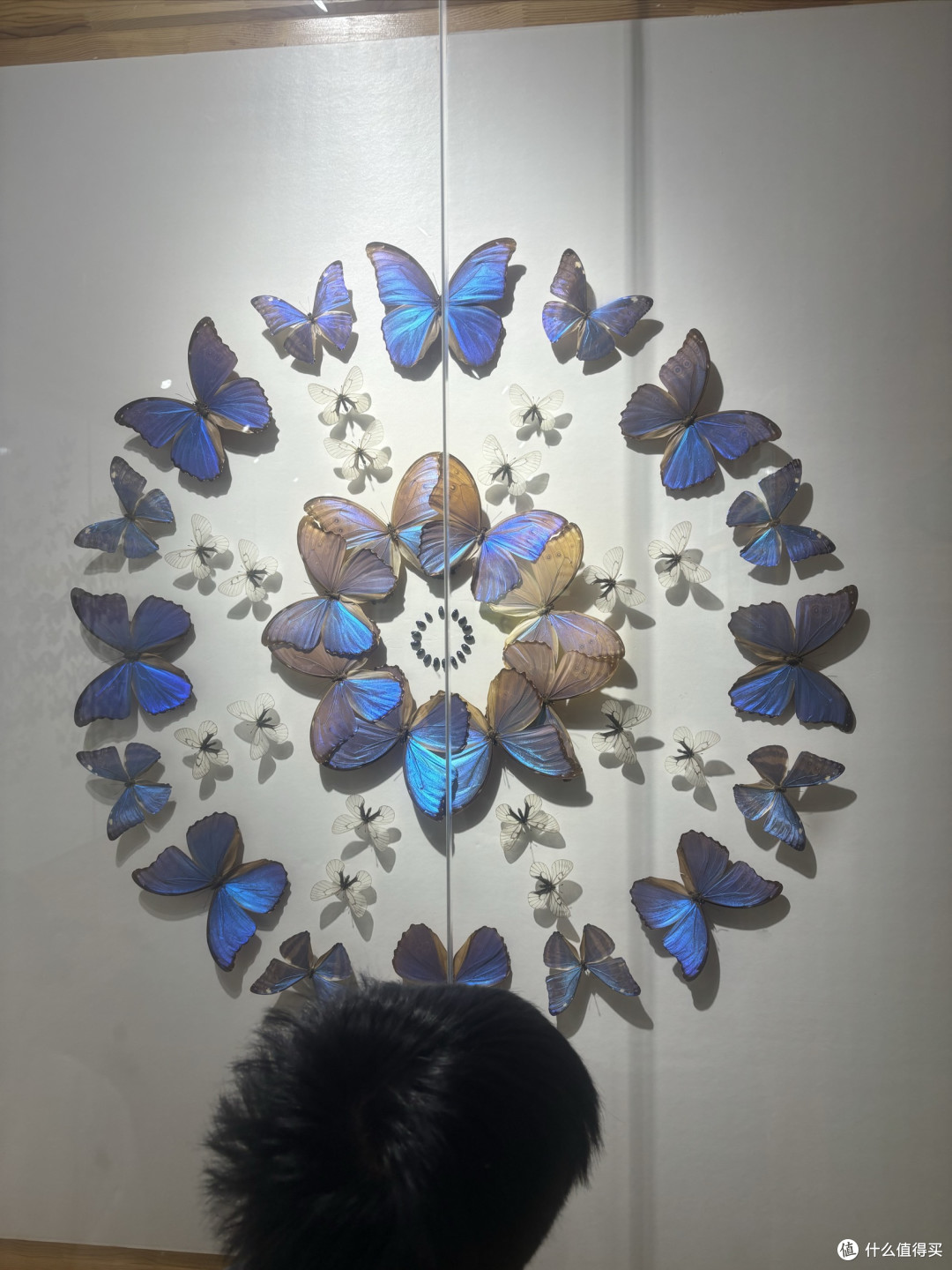 邂逅鸟岛昆虫馆,探寻微观奇妙世界