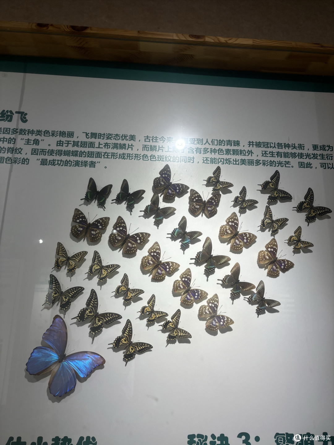 邂逅鸟岛昆虫馆,探寻微观奇妙世界