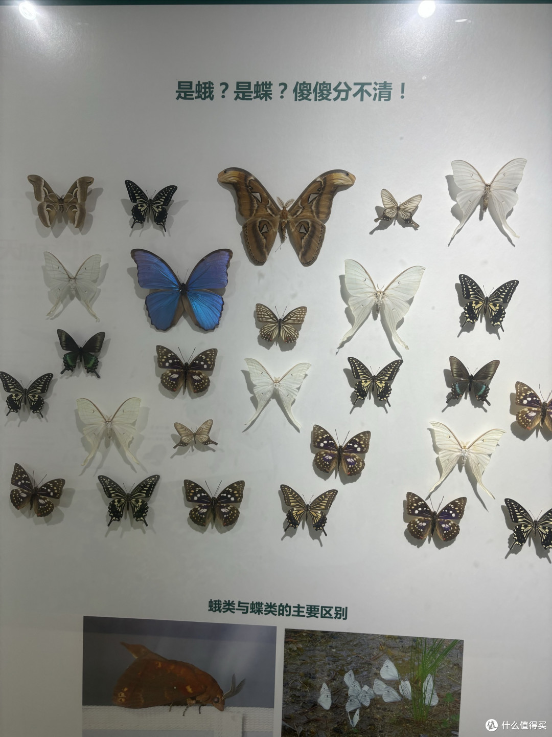 邂逅鸟岛昆虫馆,探寻微观奇妙世界