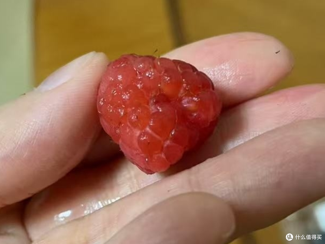 不听劝买了怡颗莓的树莓，下次不买了