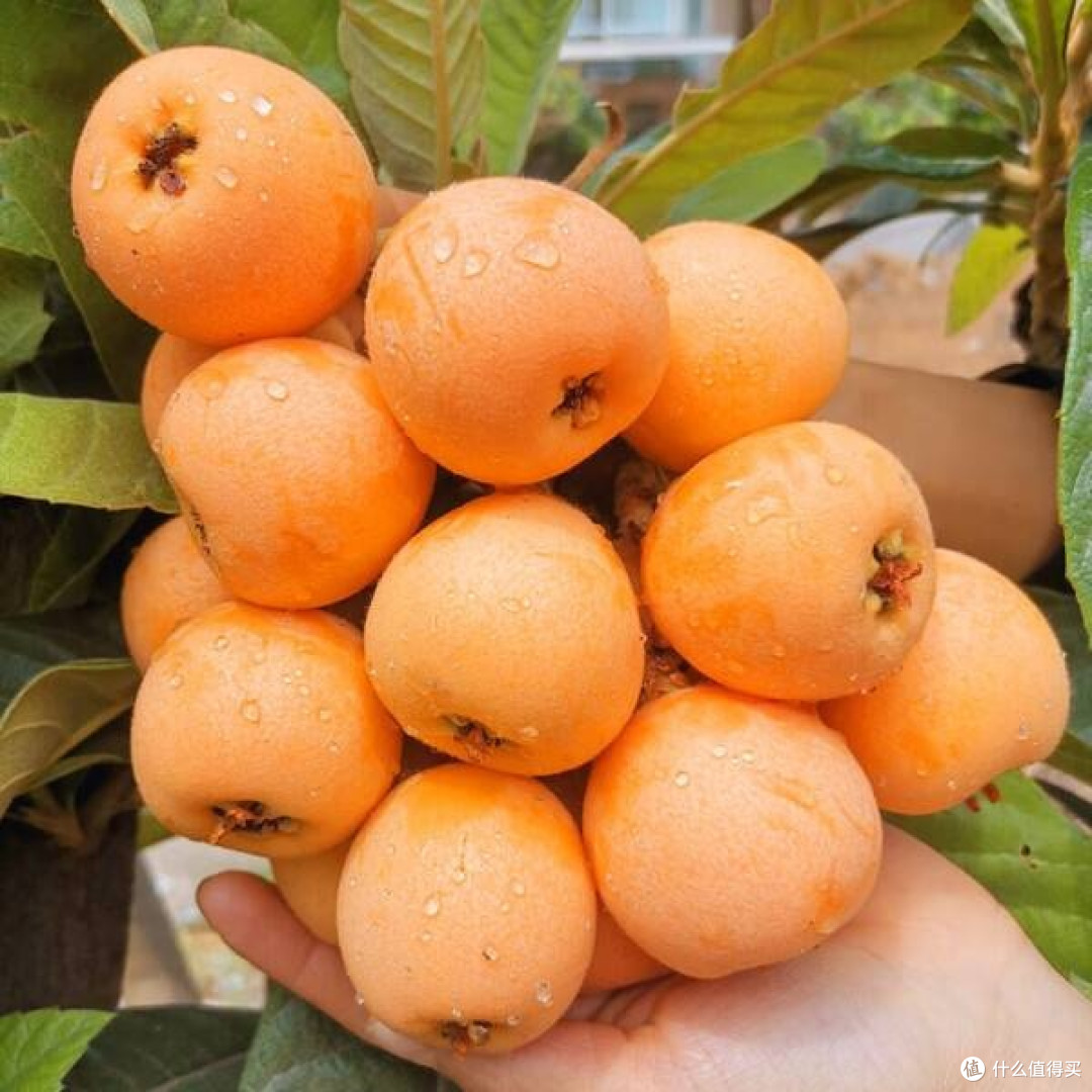 京觅四川米易枇杷：阳光下的甜蜜馈赠