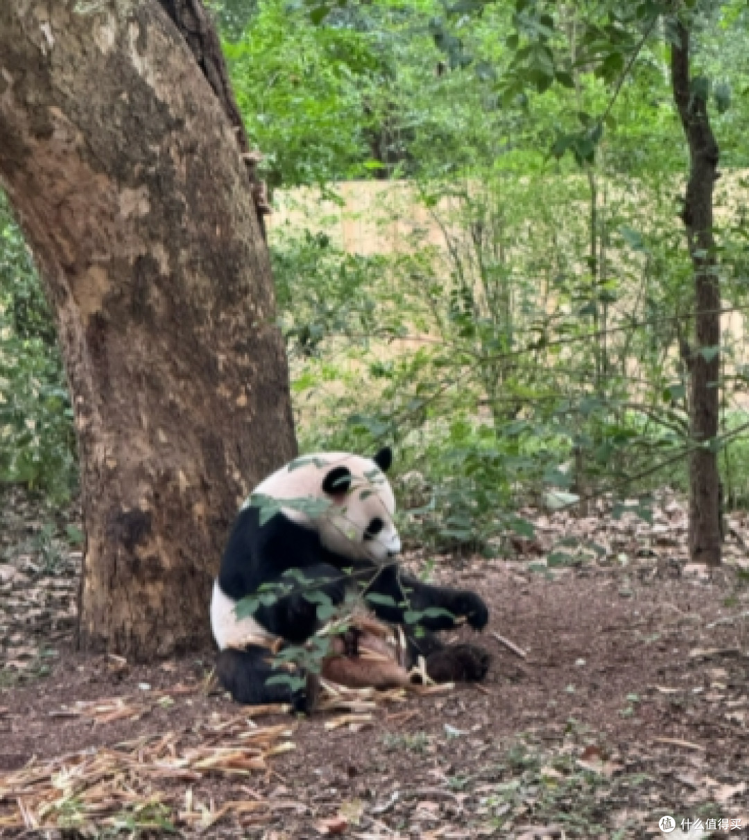 成都大熊猫繁育研究基地攻略：与国宝共度的治愈时光