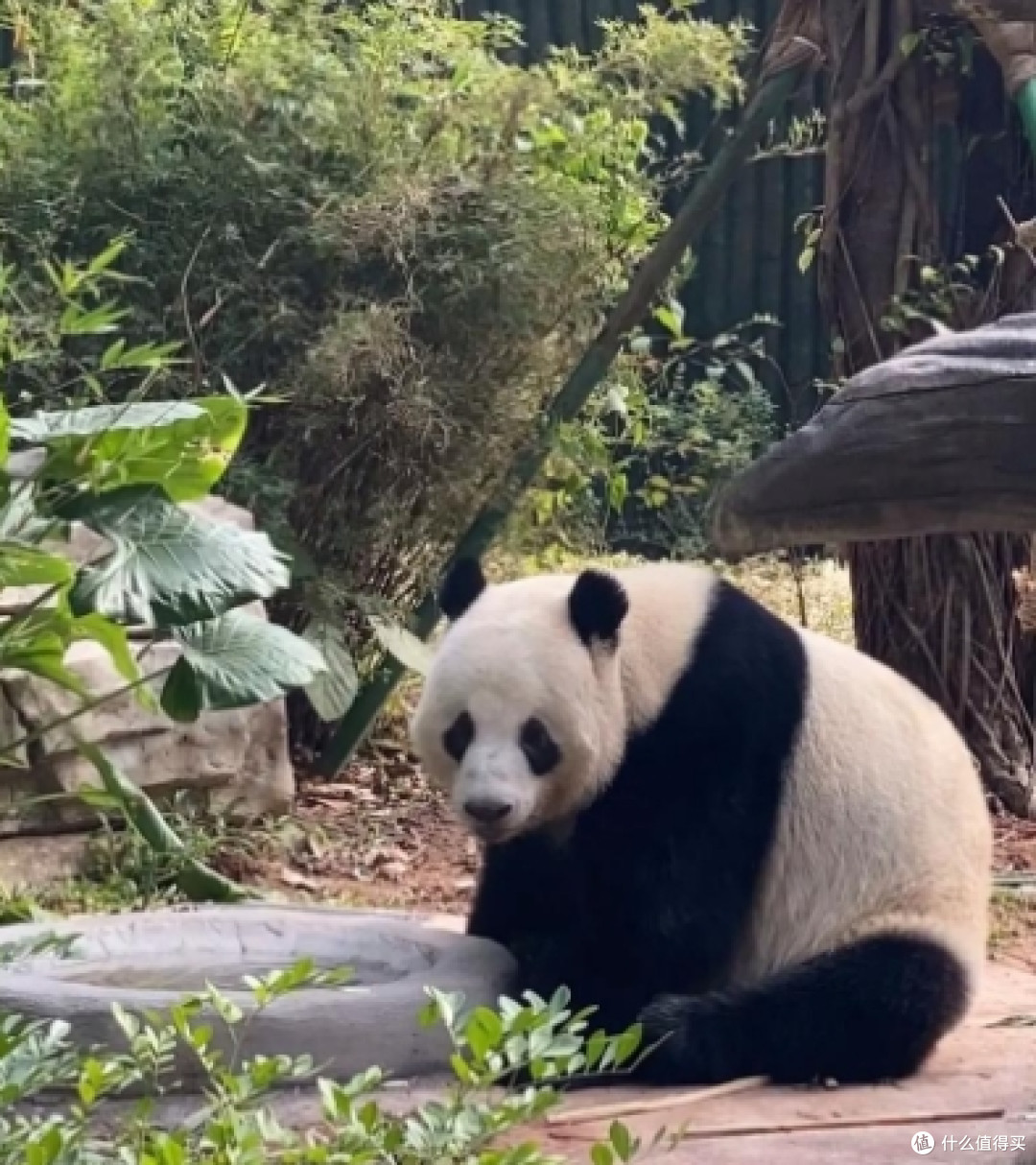 成都大熊猫繁育研究基地攻略:与国宝共度的治愈时光