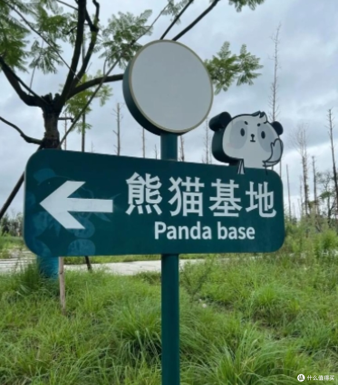 成都大熊猫繁育研究基地攻略:与国宝共度的治愈时光