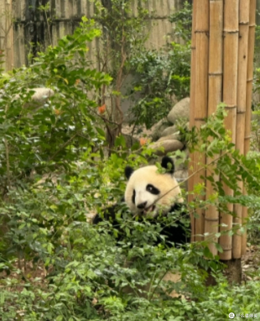 成都大熊猫繁育研究基地攻略:与国宝共度的治愈时光
