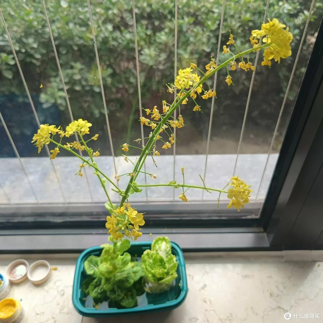 新一代养花人“时尚又超前”,客厅绿植都“这样”,网友:太炸裂
