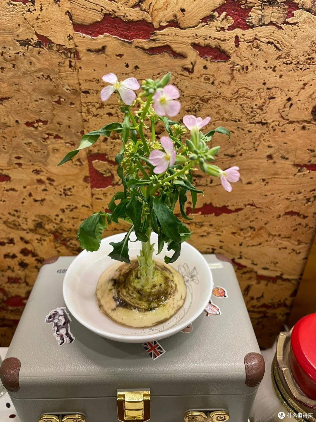 新一代养花人“时尚又超前”,客厅绿植都“这样”,网友:太炸裂