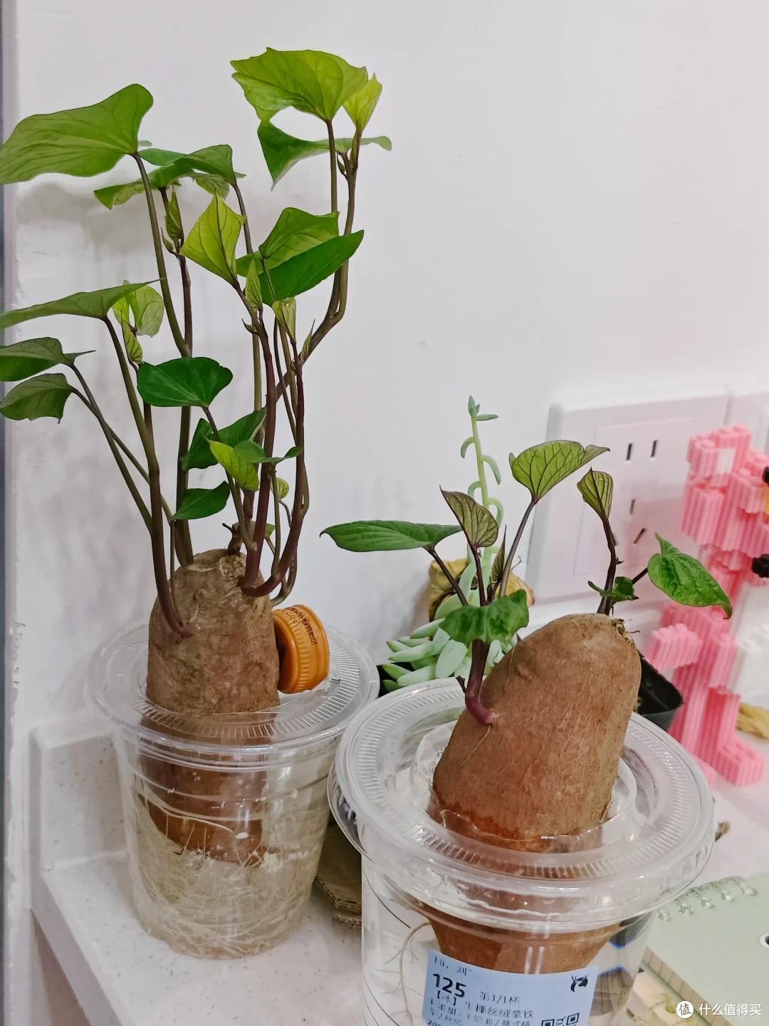 本来要炒个西兰花,它却开花了,山东一姑娘的“搞笑展示”,火了