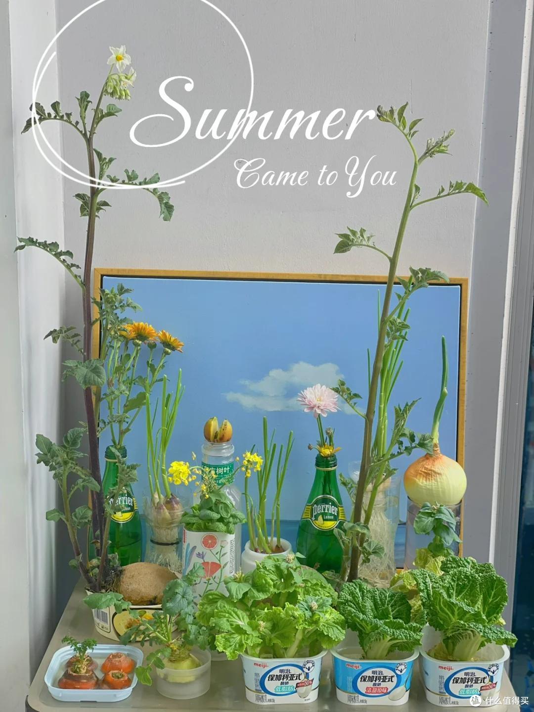 本来要炒个西兰花,它却开花了,山东一姑娘的“搞笑展示”,火了