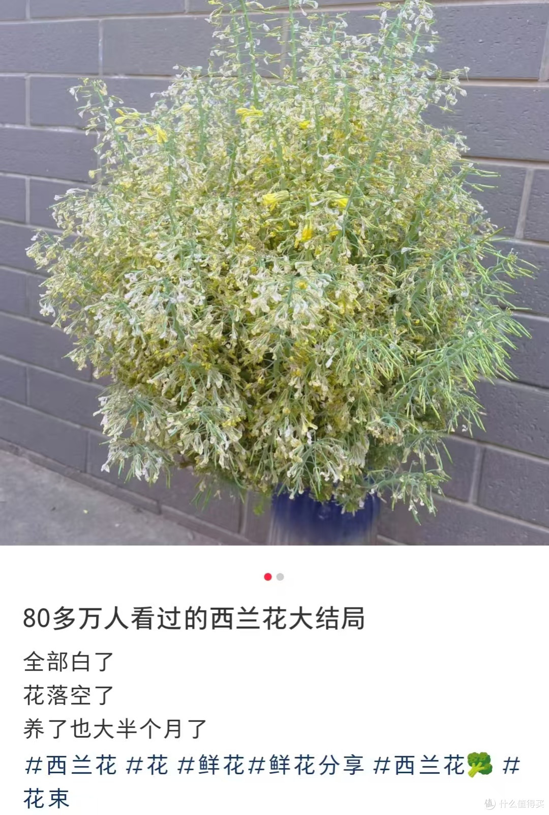 本来要炒个西兰花,它却开花了,山东一姑娘的“搞笑展示”,火了