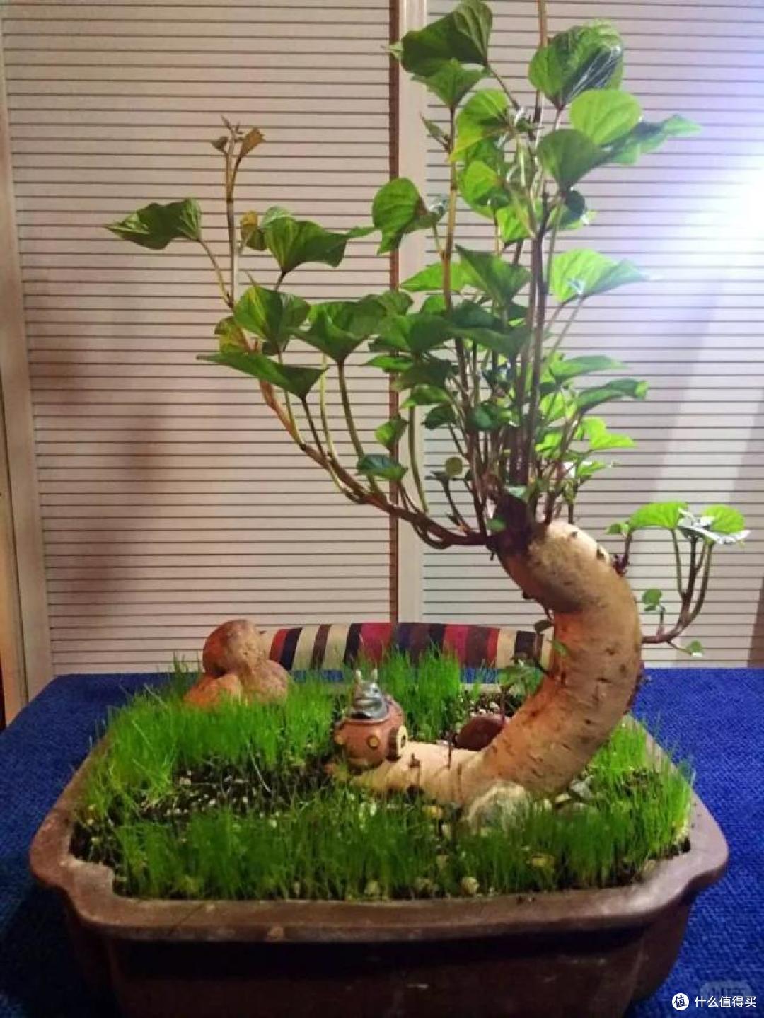 本来要炒个西兰花,它却开花了,山东一姑娘的“搞笑展示”,火了