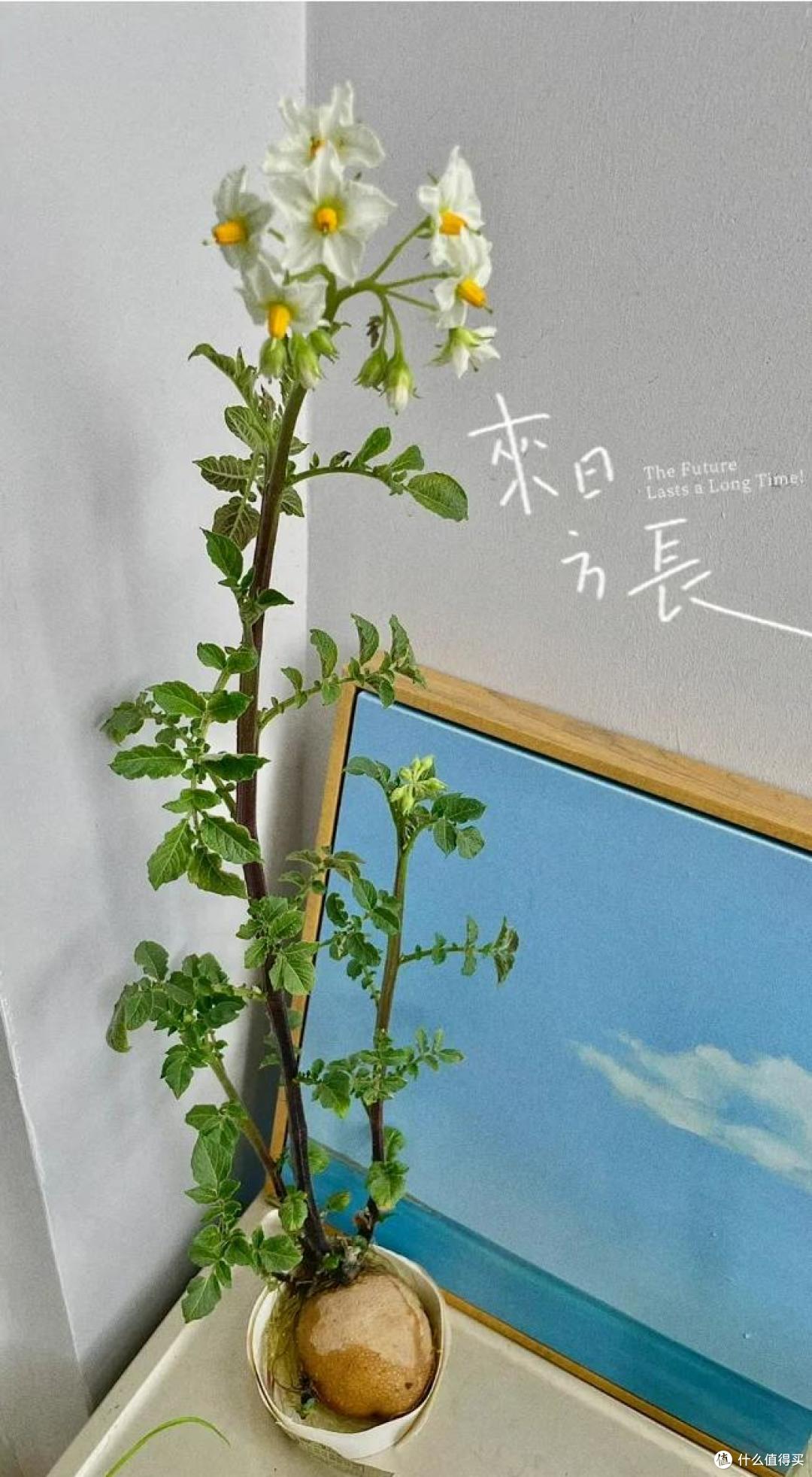 本来要炒个西兰花,它却开花了,山东一姑娘的“搞笑展示”,火了